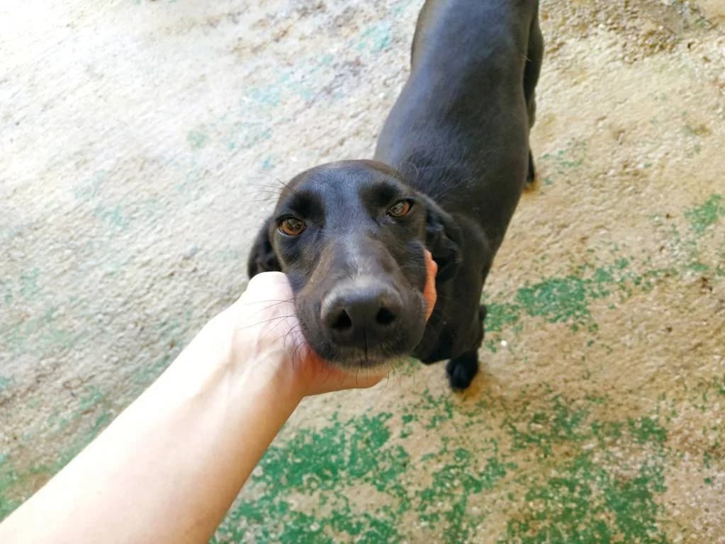 Picota, Galgo Español (Galgos del Sur)