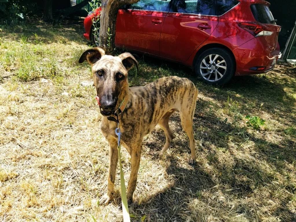 Popeye, Galgo Español (Galgos del Sur)