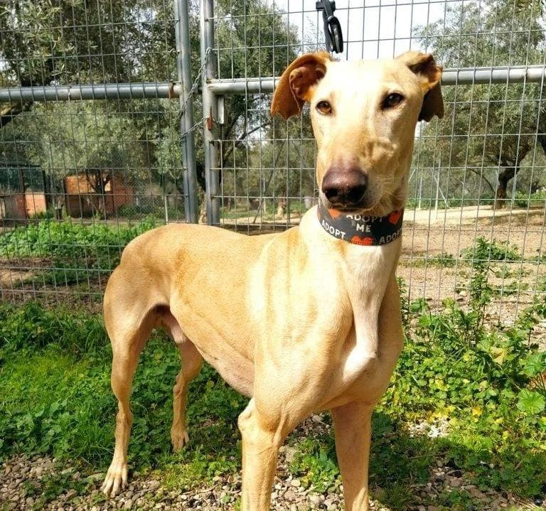 Samu, Galgo Español (Galgos del Sur)