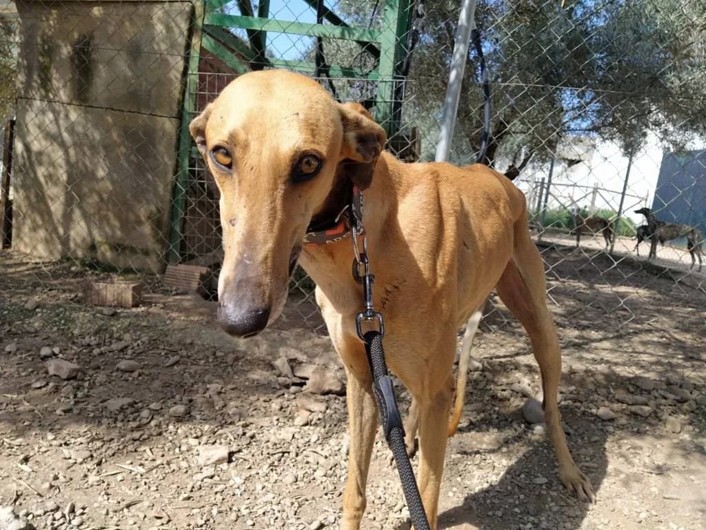 Sinatra, Galgo Español (Galgos del Sur)
