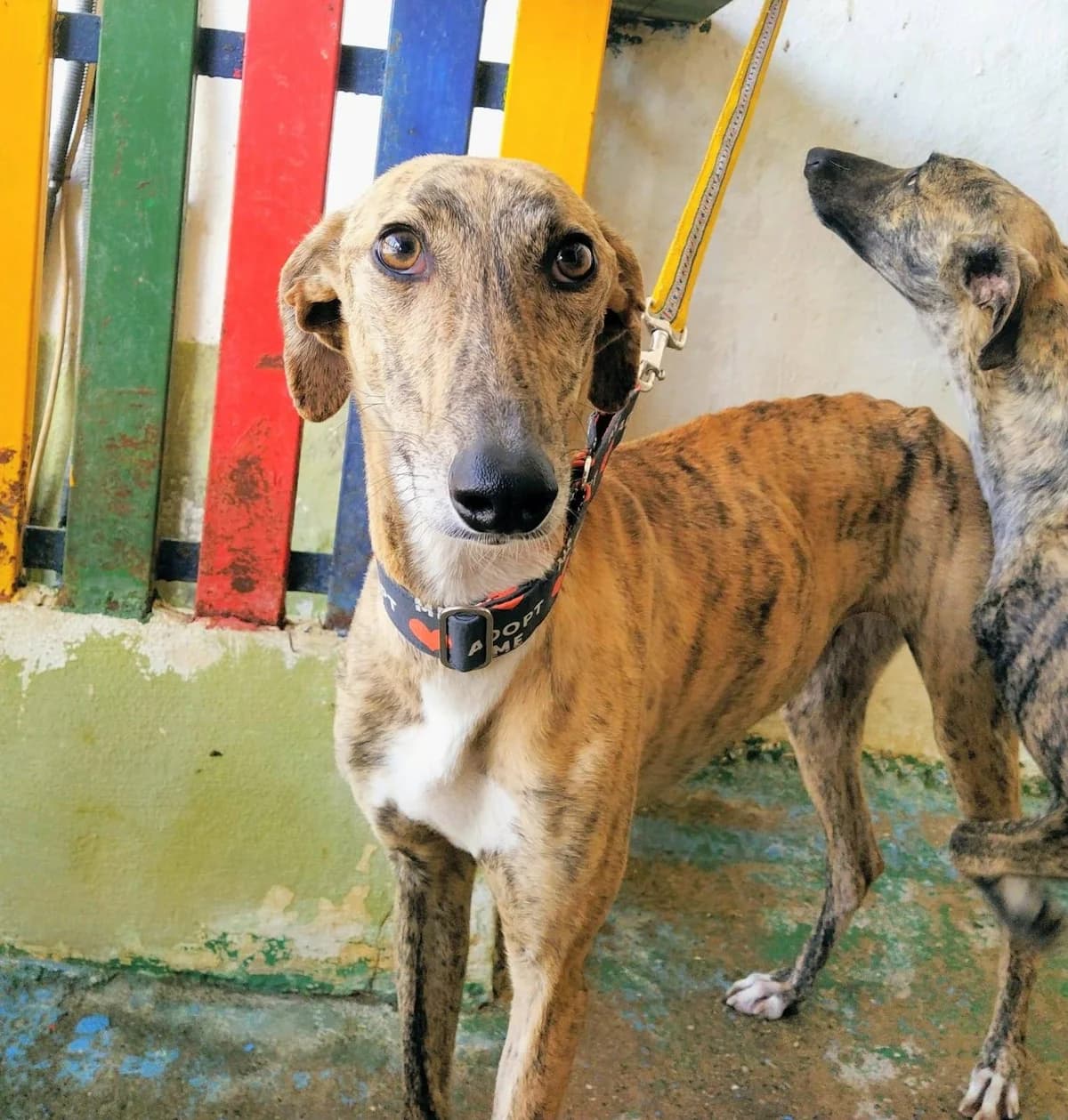 Verona, Galgo Español (Galgos del Sur)