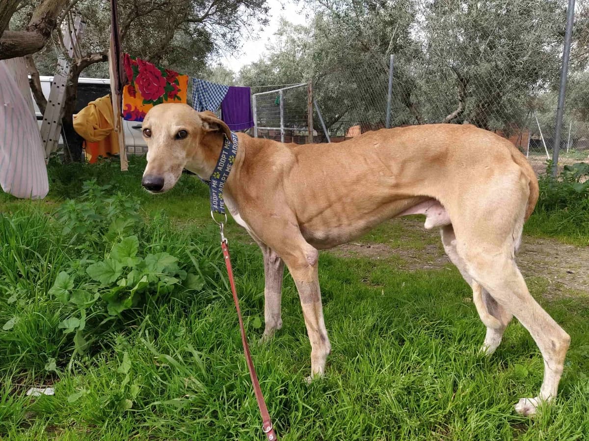 Alvin, Galgo Español (Galgos del Sur)