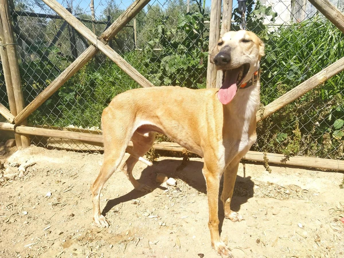 Aitor, Galgo Español (Galgos del Sur)