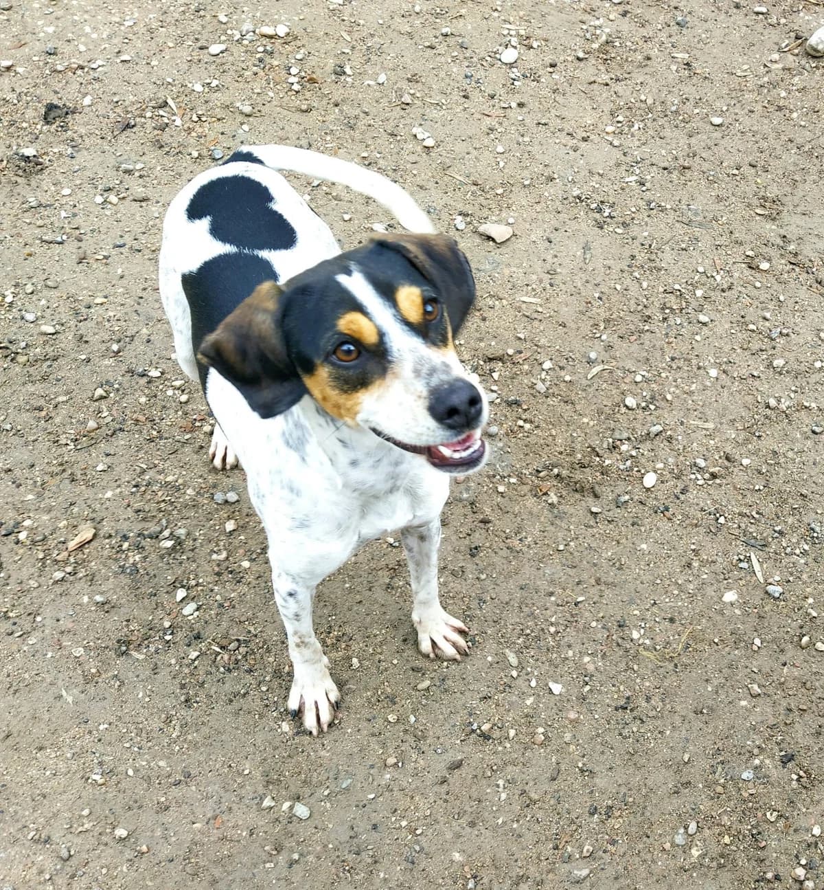 Artemisa, Galgo Español (Galgos del Sur)