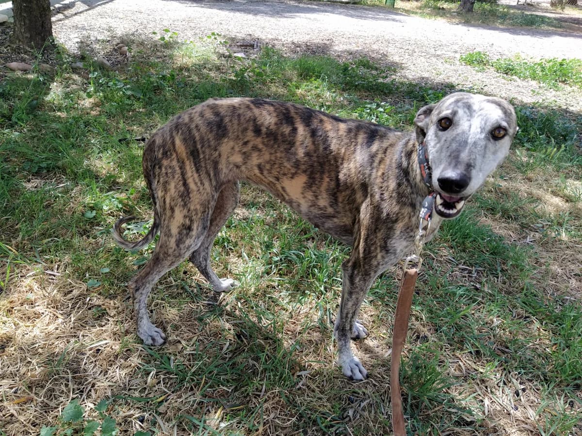 Bjork, Galgo Español (Galgos del Sur)