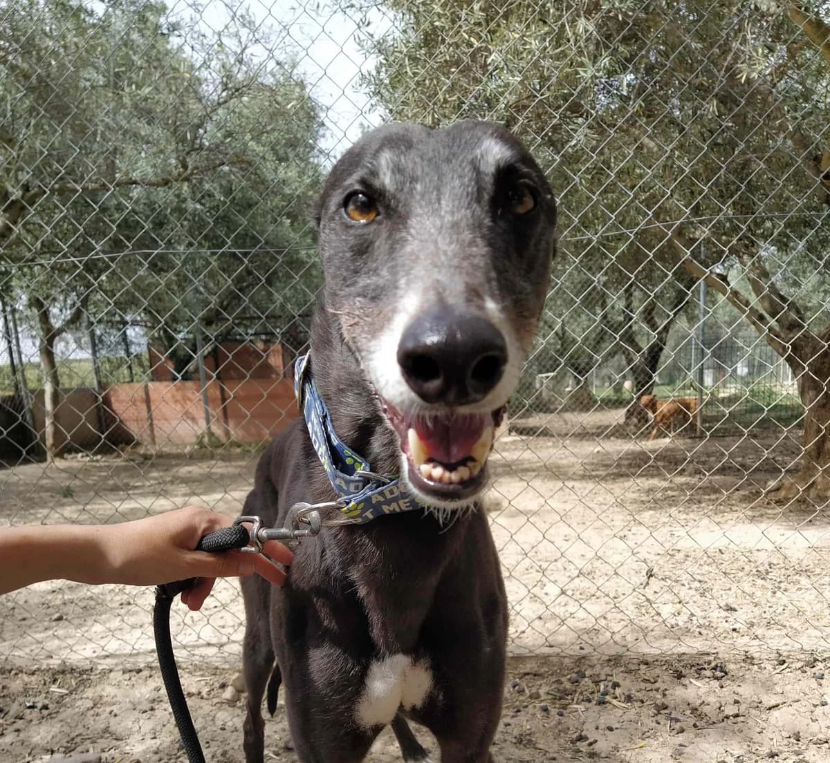 Eder, Galgo Español (Galgos del Sur)