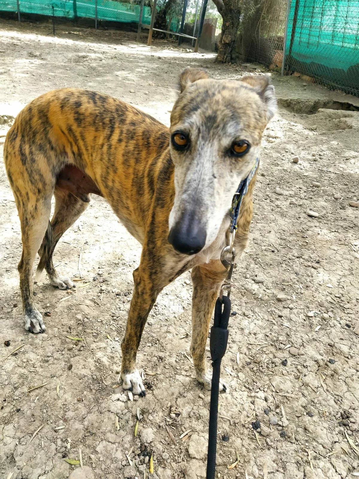 Elmo, Galgo Español (Galgos del Sur)