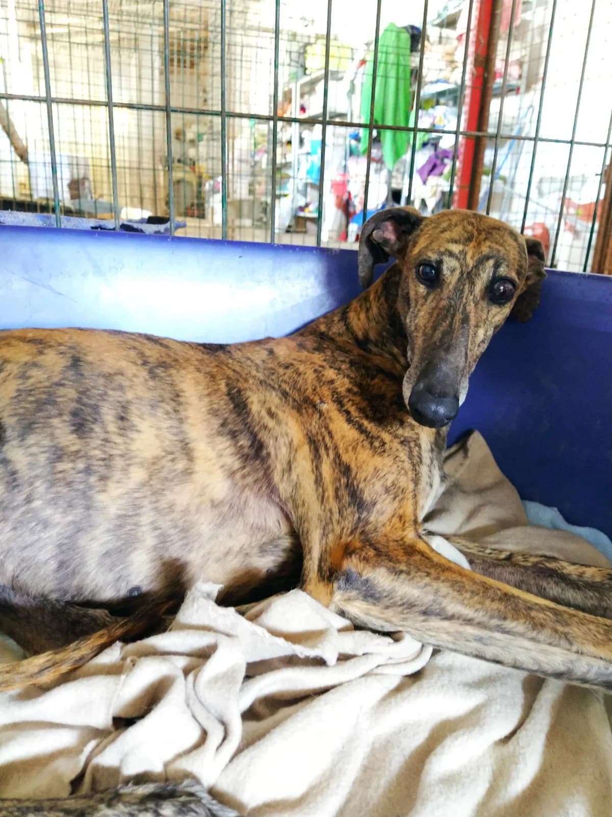 Flori, Galgo Español (Galgos del Sur)