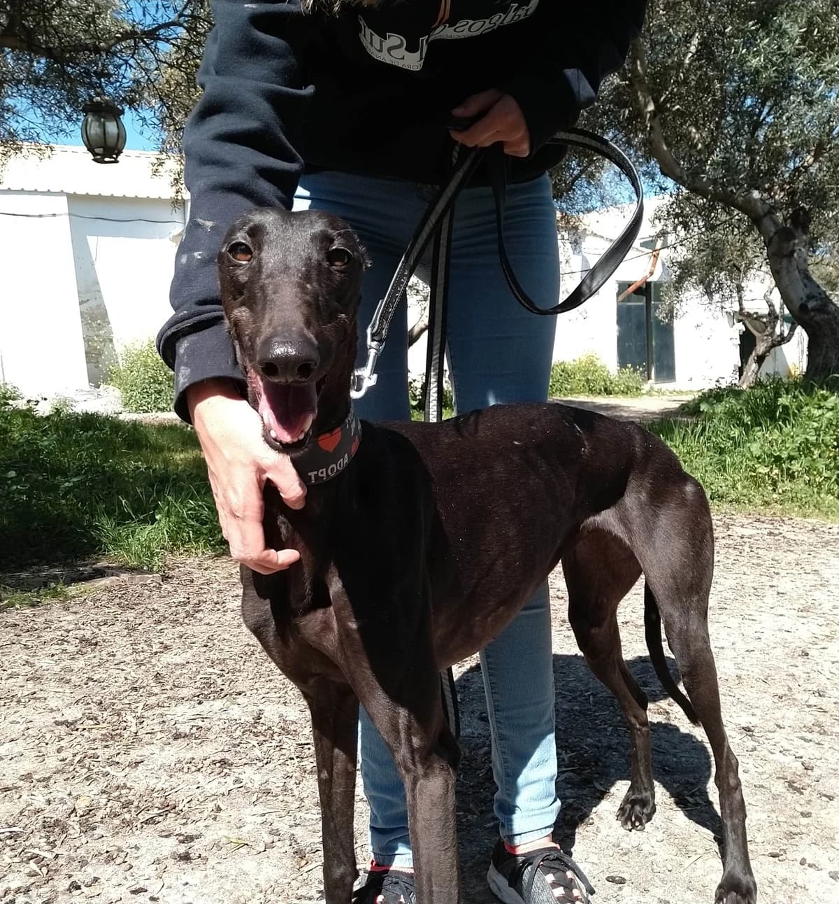 Kalima, Galgo Español (Galgos del Sur)