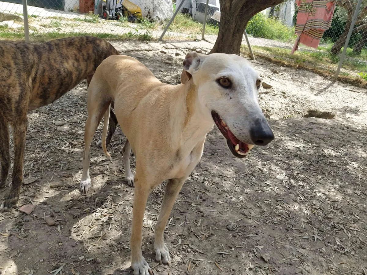 Rania, Galgo Español (Galgos del Sur)