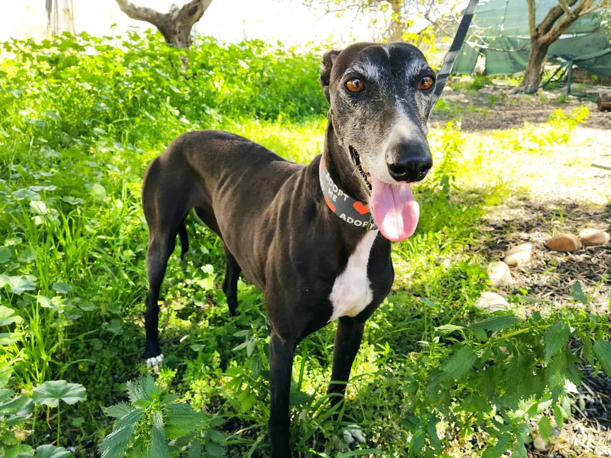 Ángela, Galgo Español (Galgos del Sur)