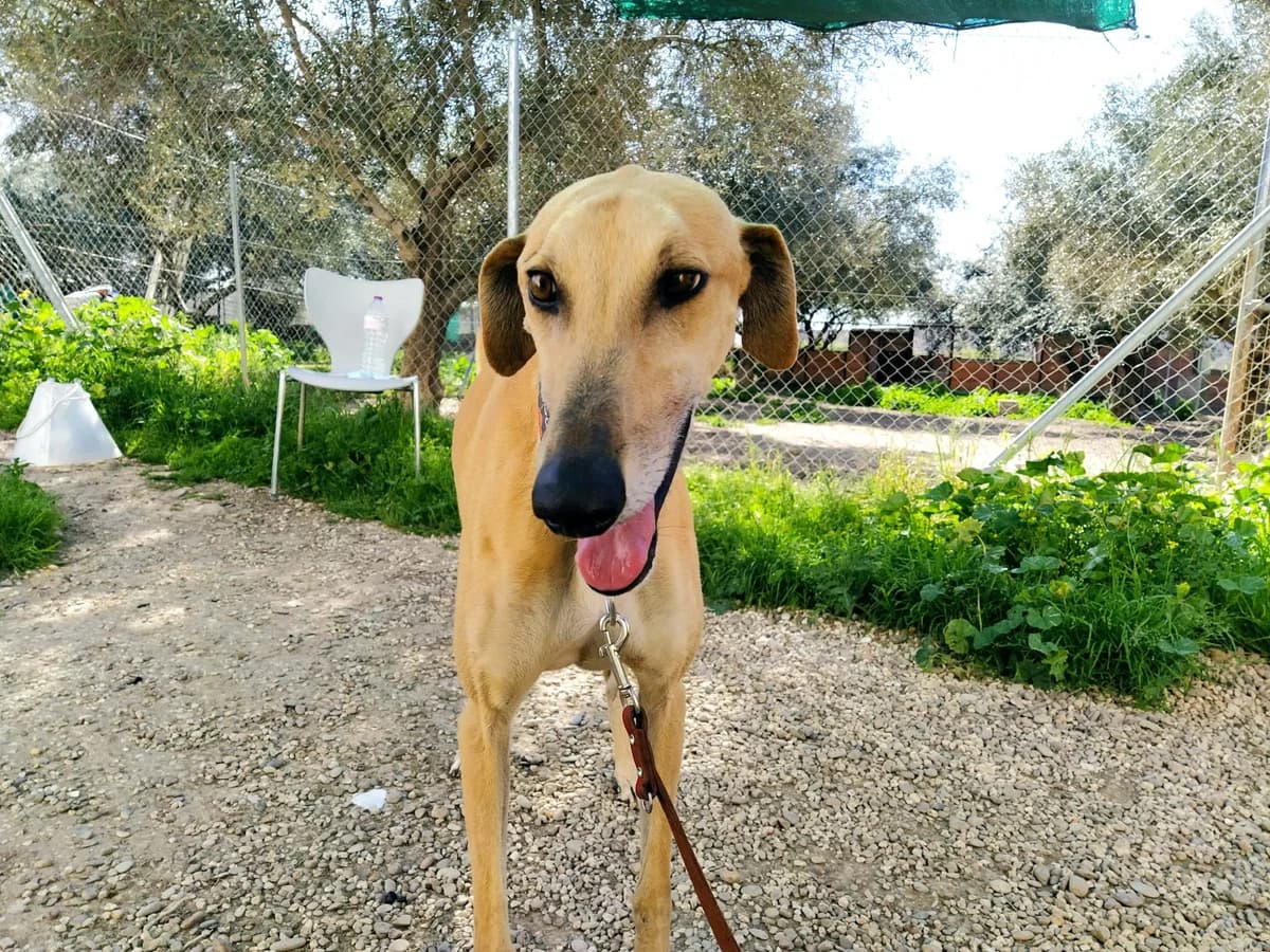 Ecco, Galgo Español (Galgos del Sur)