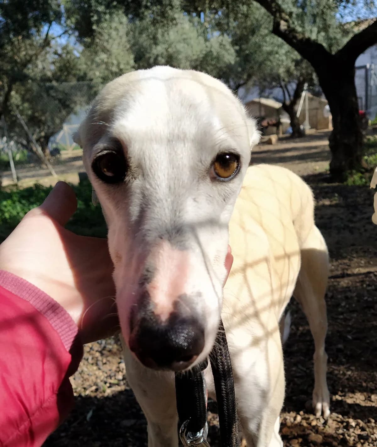 Enya, Galgo Español (Galgos del Sur)