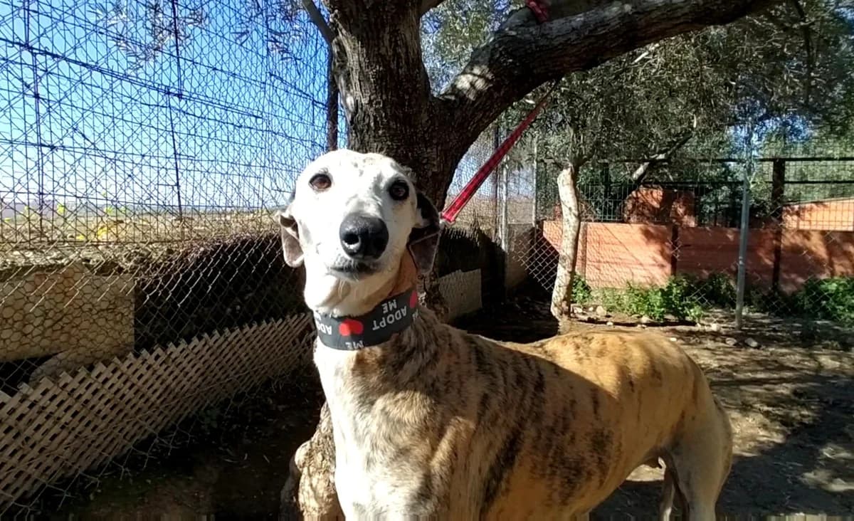 Loreta, Galgo Español (Galgos del Sur)