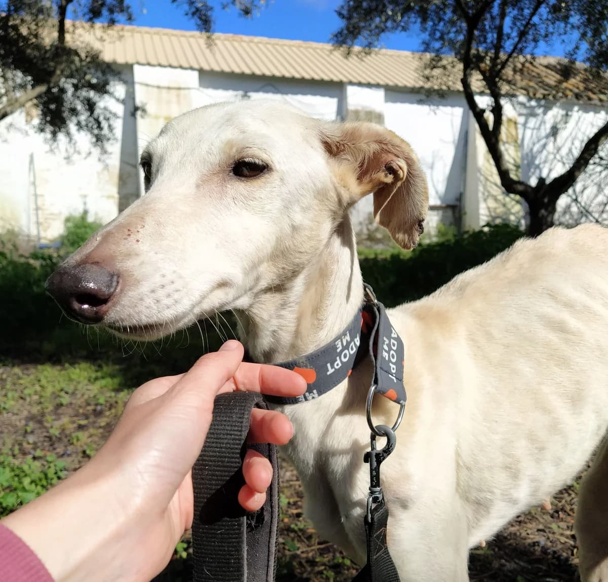 Miley, Galgo Español (Galgos del Sur)