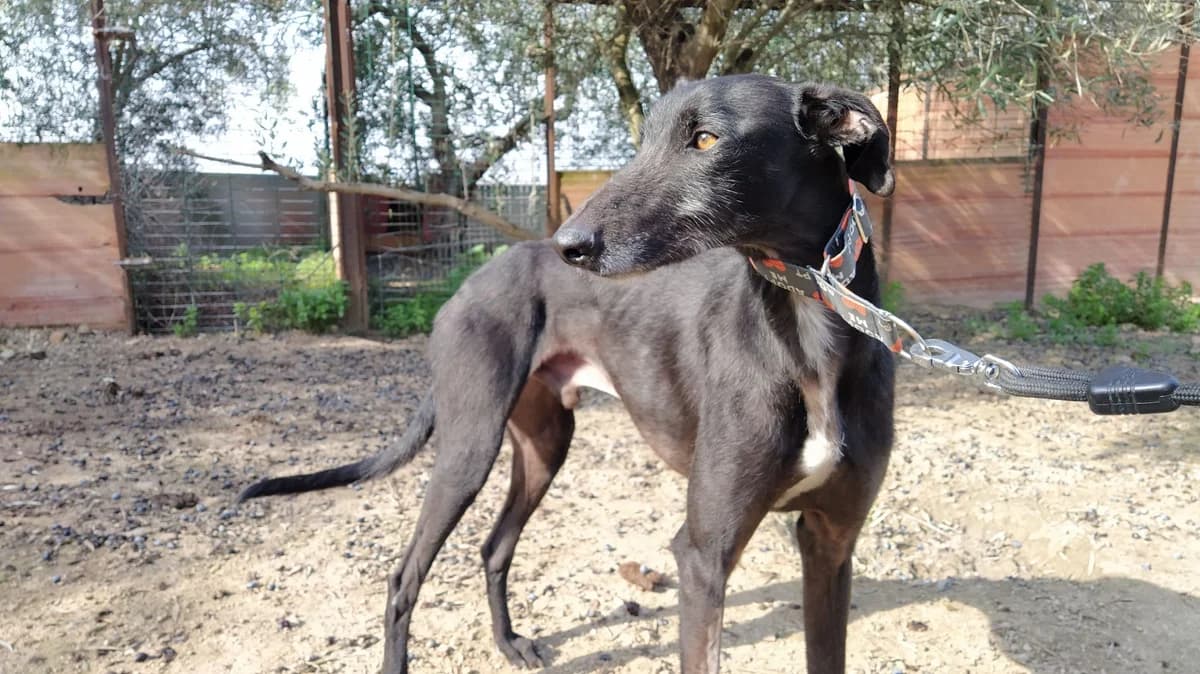 Nilay, Galgo Español (Galgos del Sur)