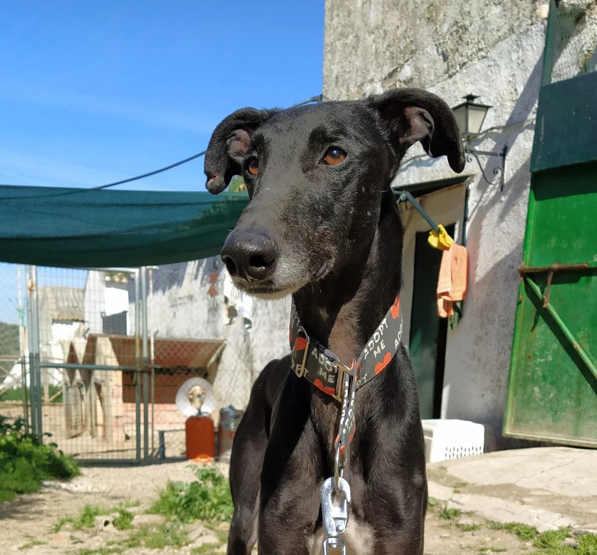 Pumuki, Galgo Español (Galgos del Sur)