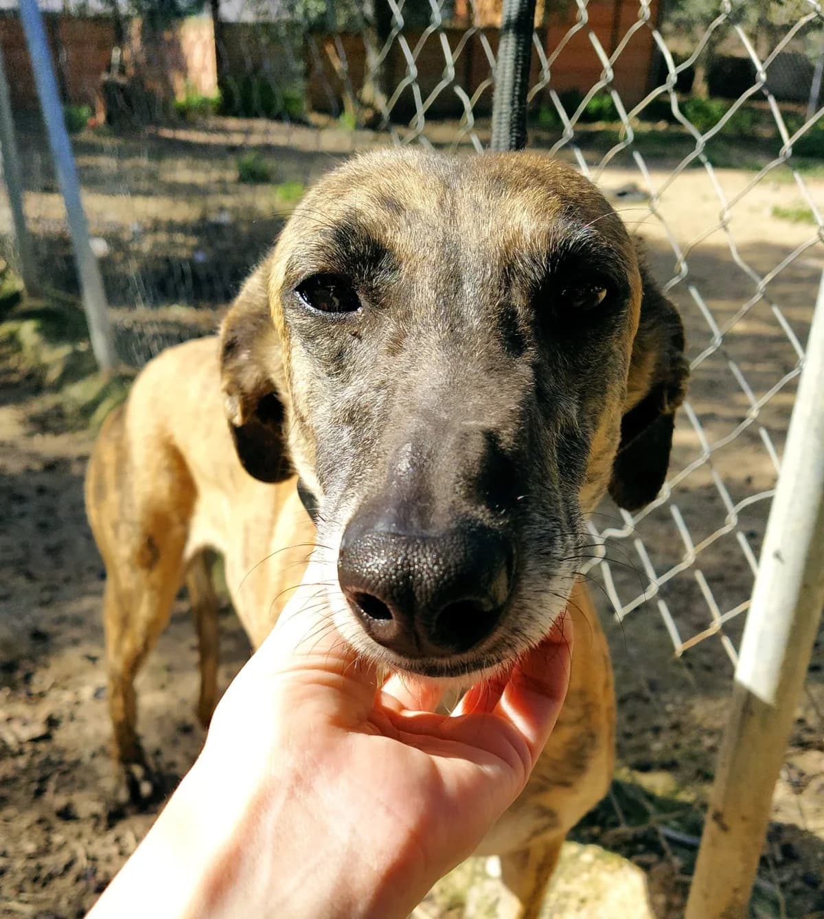 Sila, Galgo Español (Galgos del Sur)