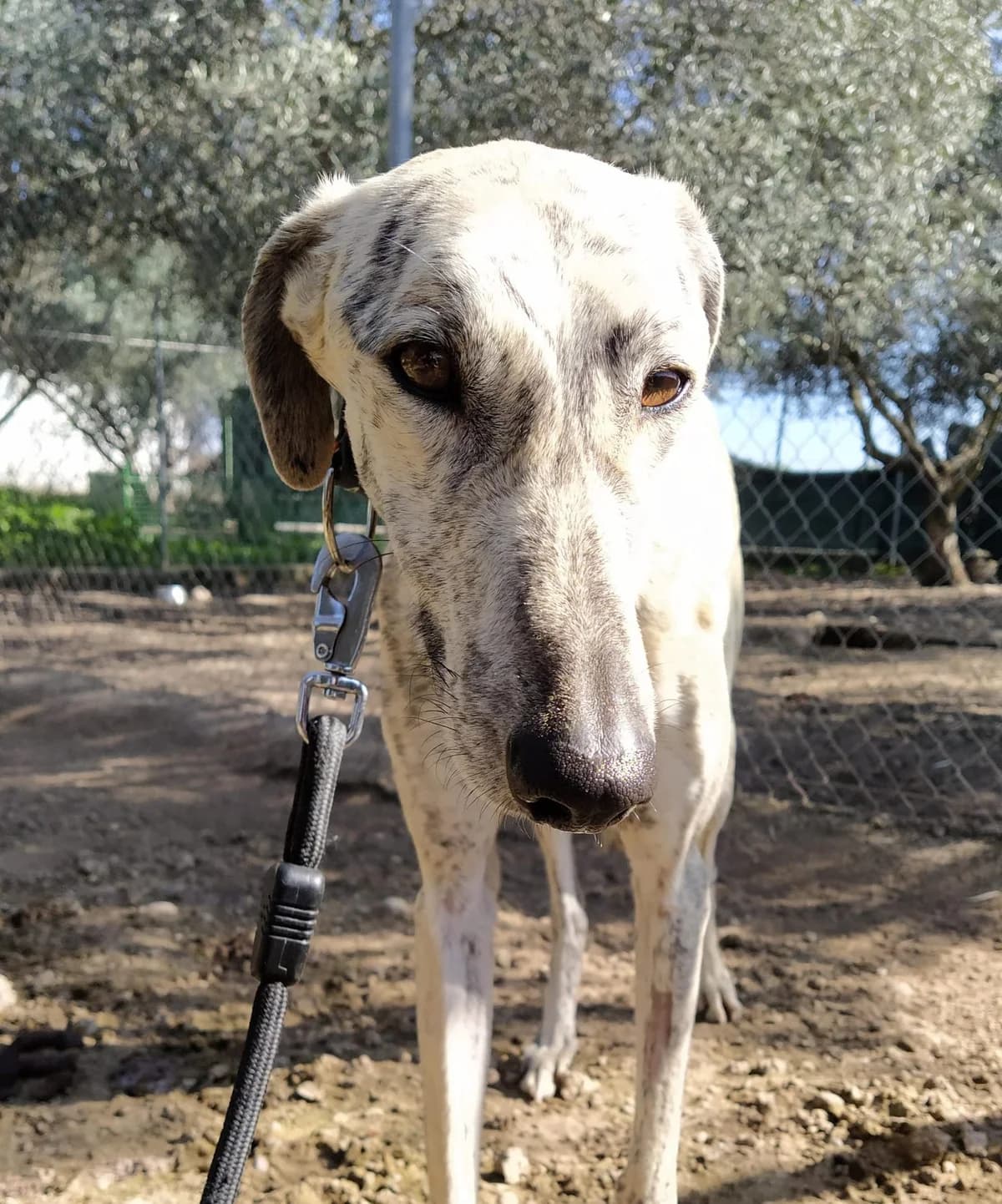 Sirius, Galgo Español (Galgos del Sur)