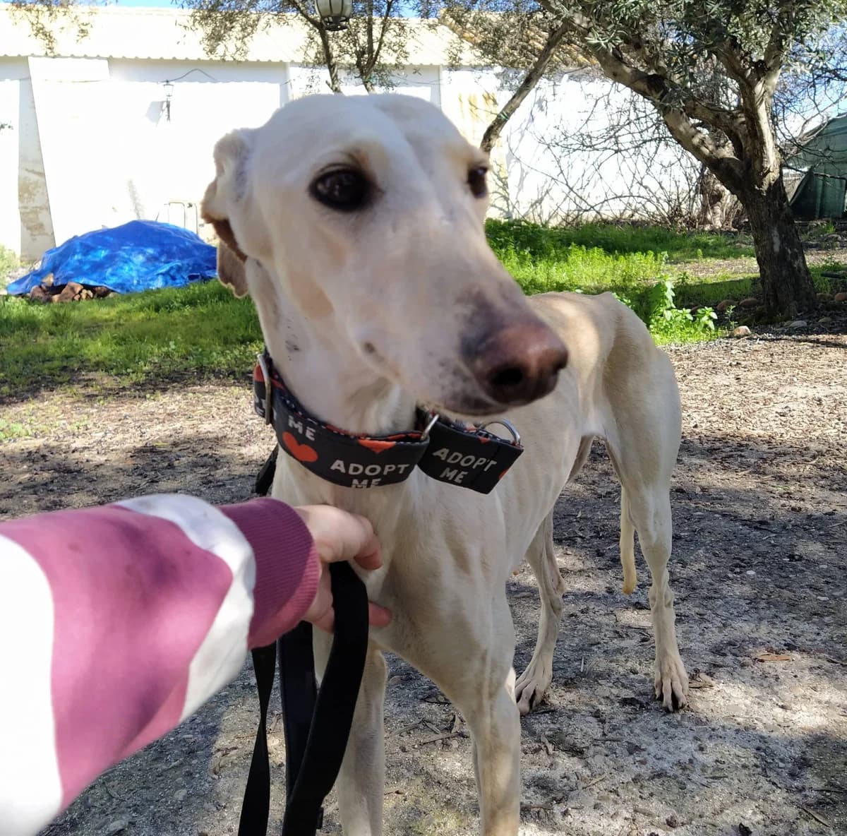 Suki, Galgo Español (Galgos del Sur)