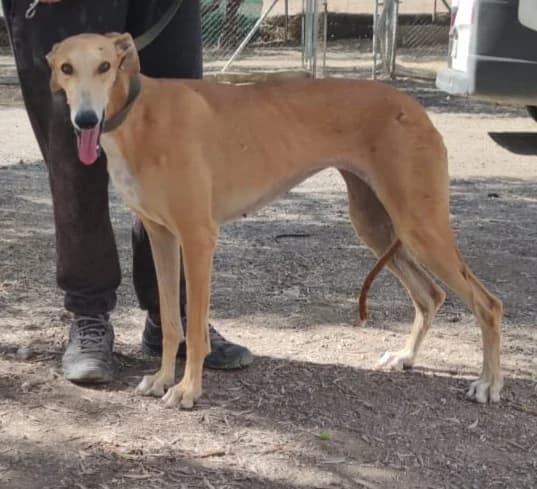 Alexa, Galgo Español (Galgos del Sur)
