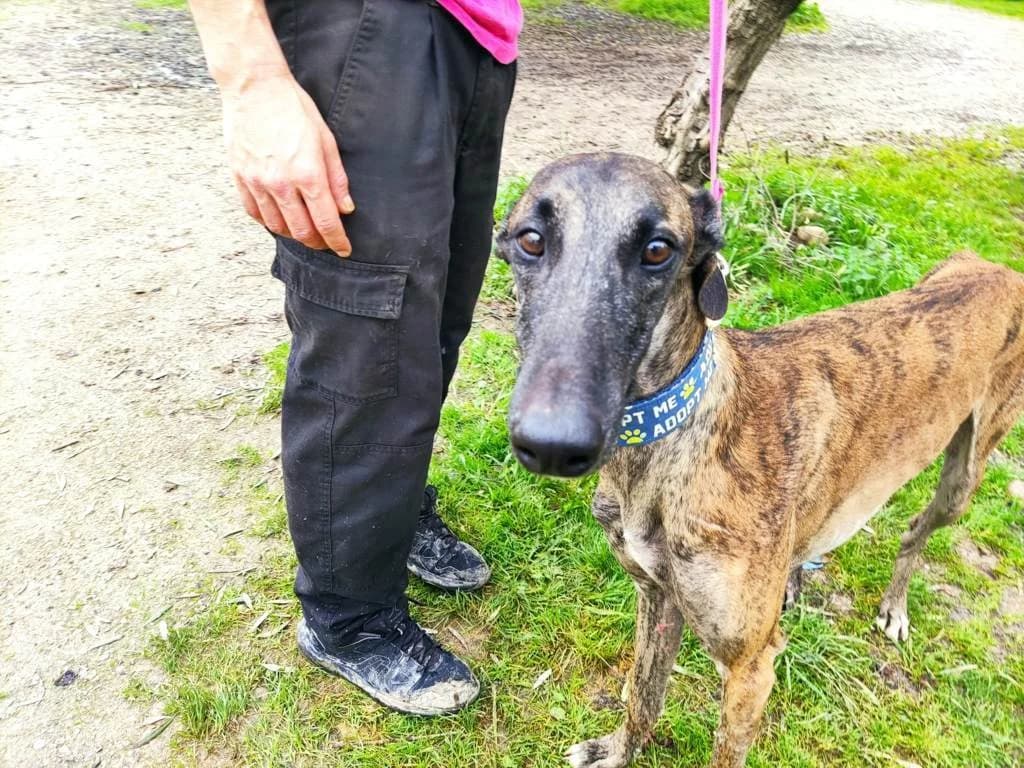 Anakyn, Galgo Español (Galgos del Sur)