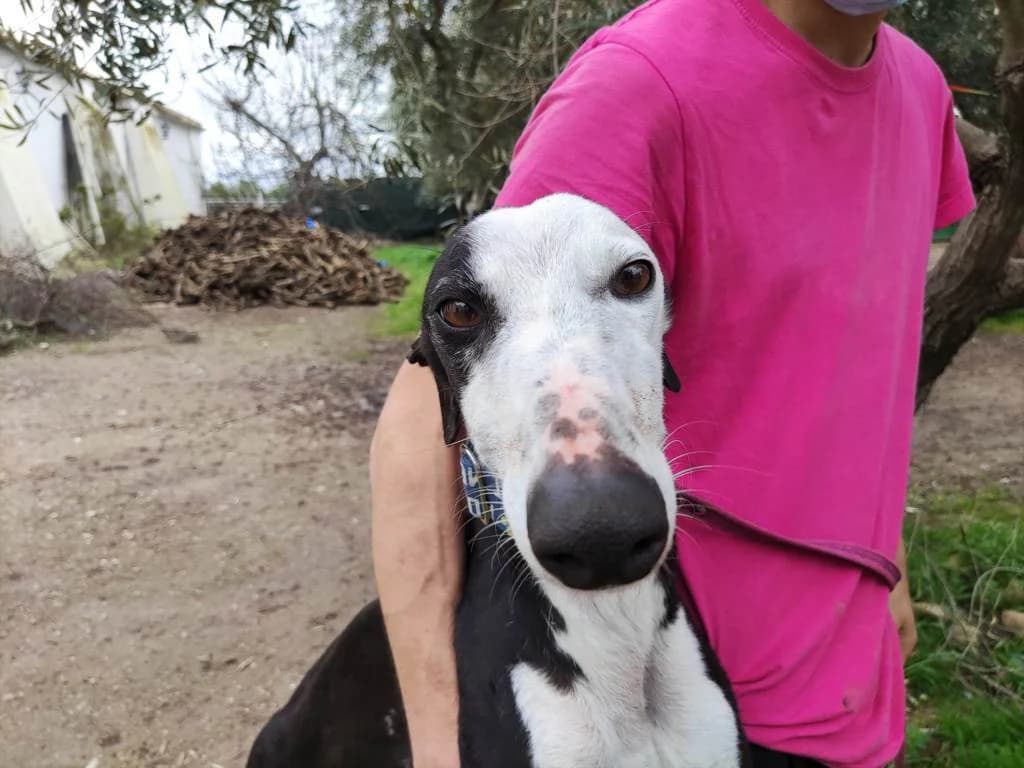 Darius, Galgo Español (Galgos del Sur)