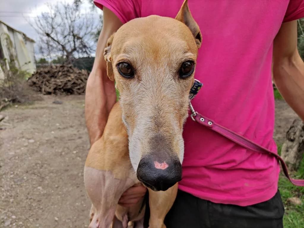 Kojima, Galgo Español (Galgos del Sur)