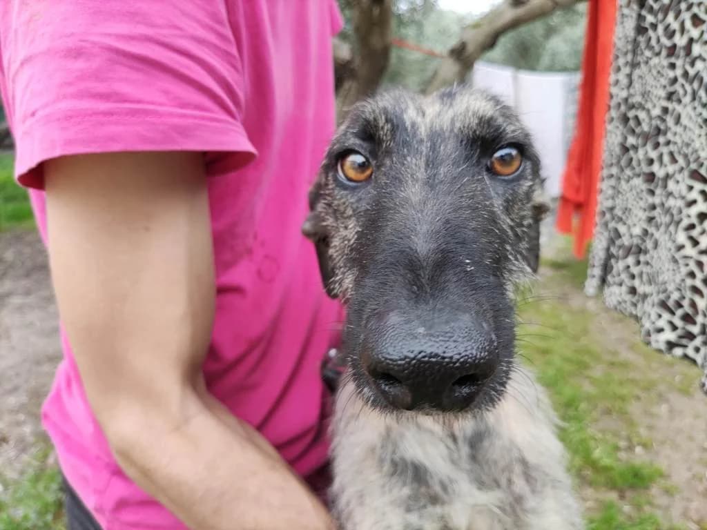 Koku, Galgo Español (Galgos del Sur)