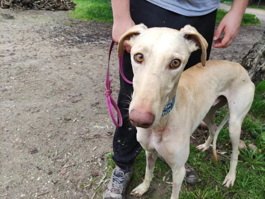 Kun, Galgo Español (Galgos del Sur)