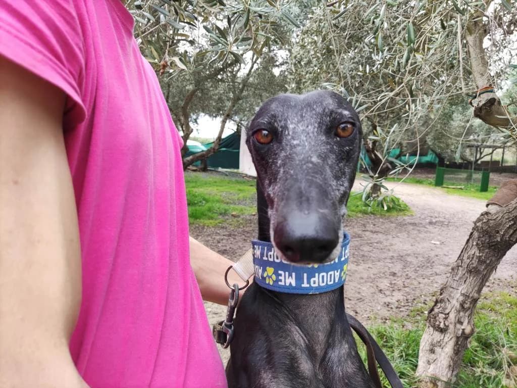 Mei, Galgo Español (Galgos del Sur)