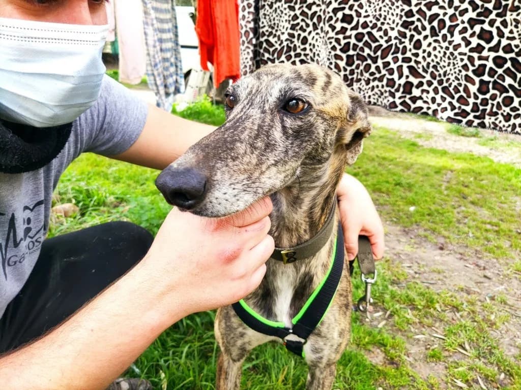 Rihanna, Galgo Español (Galgos del Sur)