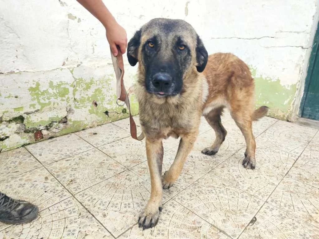 Rogers, Galgo Español (Galgos del Sur)