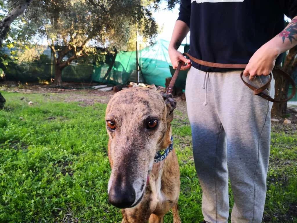 Rolling, Galgo Español (Galgos del Sur)