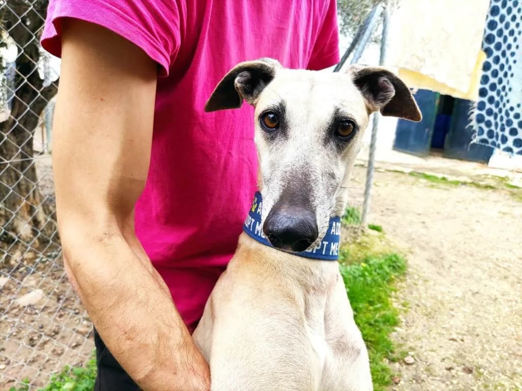 Siberia, Galgo Español (Galgos del Sur)