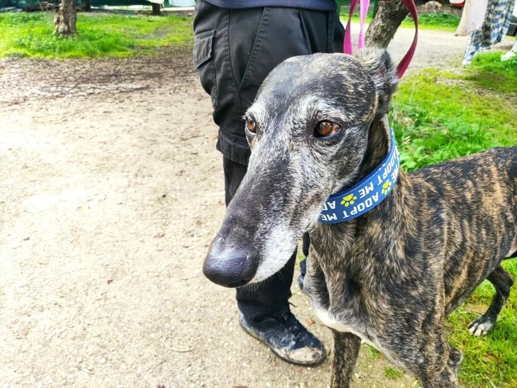 Silver, Galgo Español (Galgos del Sur)