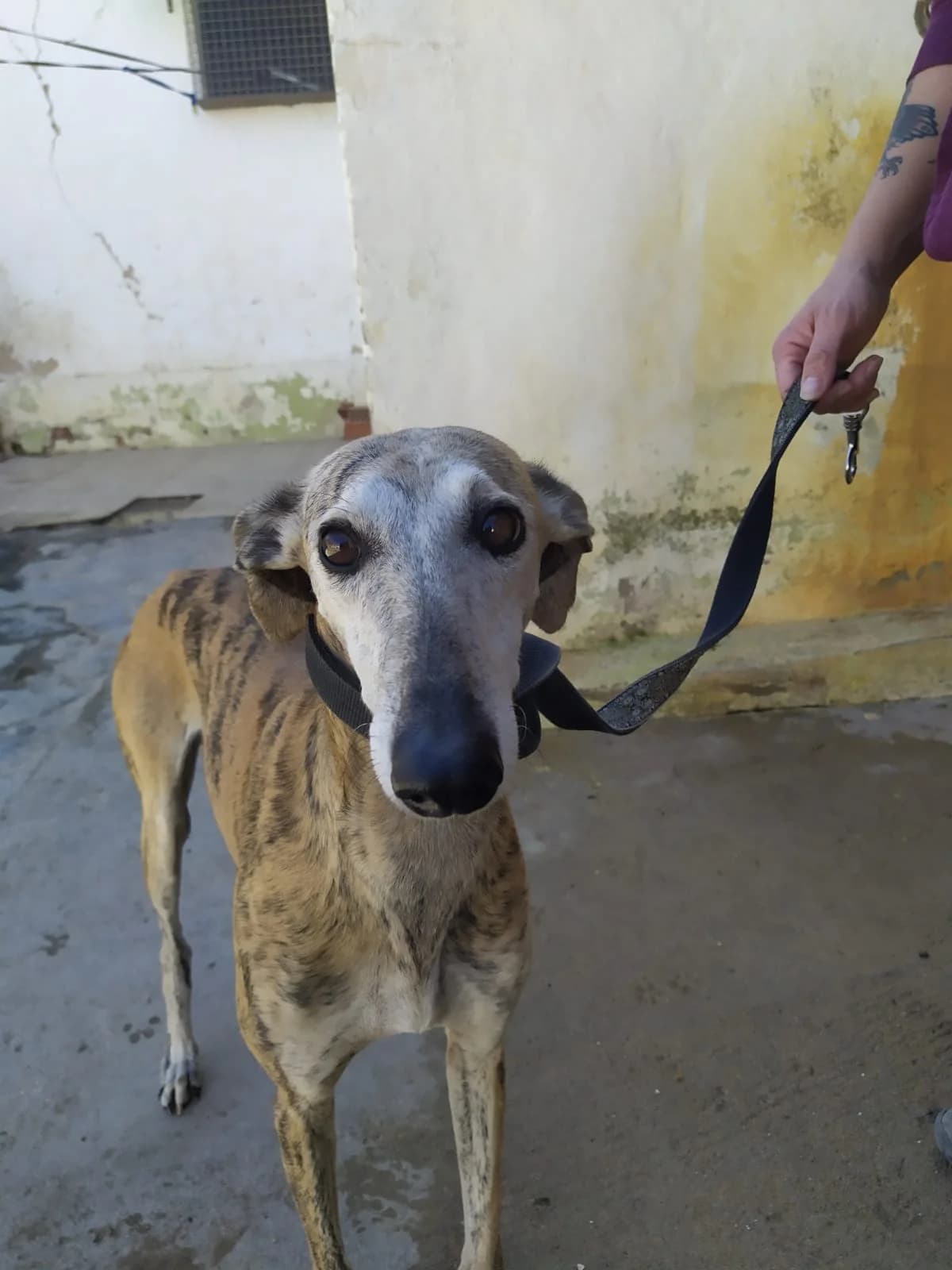 Wanda, Galgo Español (Galgos del Sur)