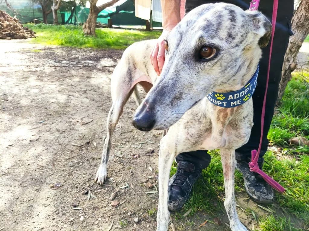 Wen, Galgo Español (Galgos del Sur)