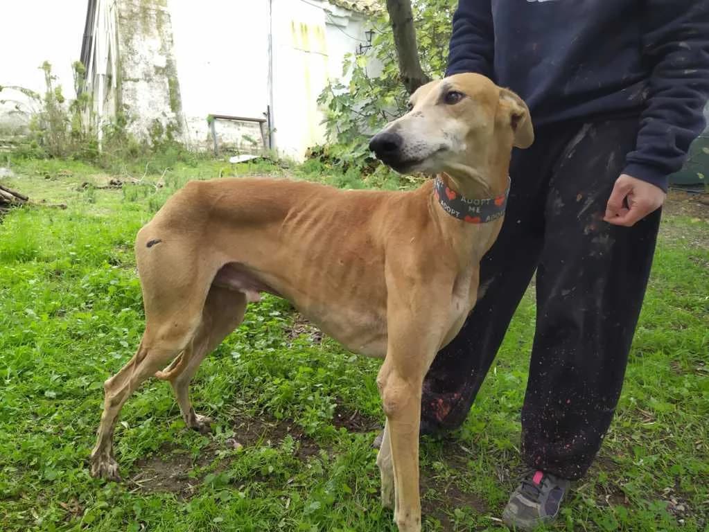Yoji, Galgo Español (Galgos del Sur)