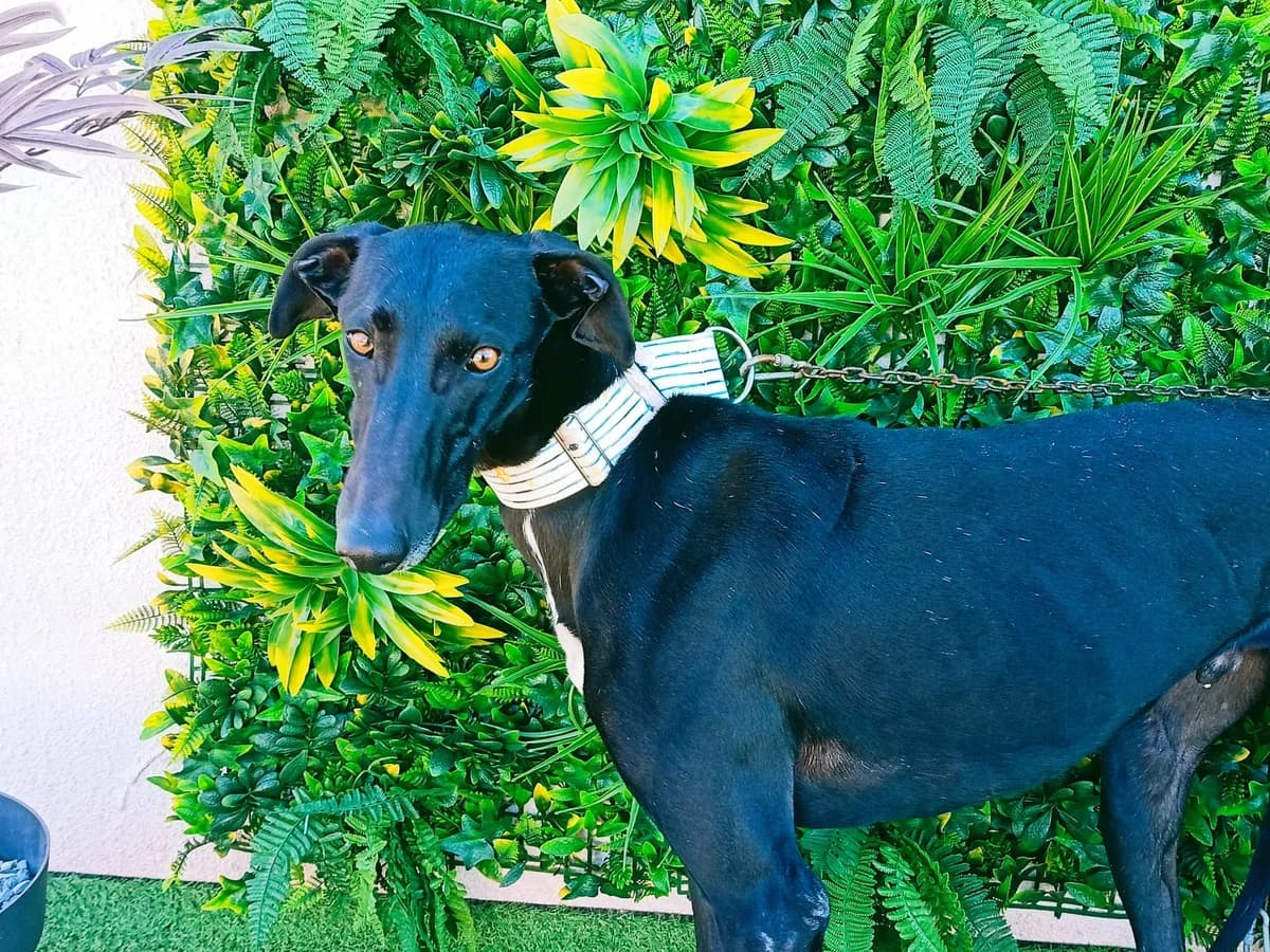 BILIN, Galgo Español (Galgos del Sur)