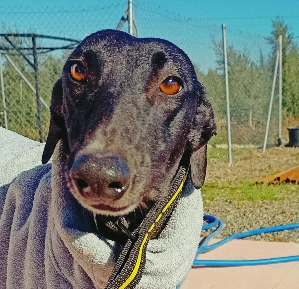 Ifi, Galgo Español (Galgos del Sur)