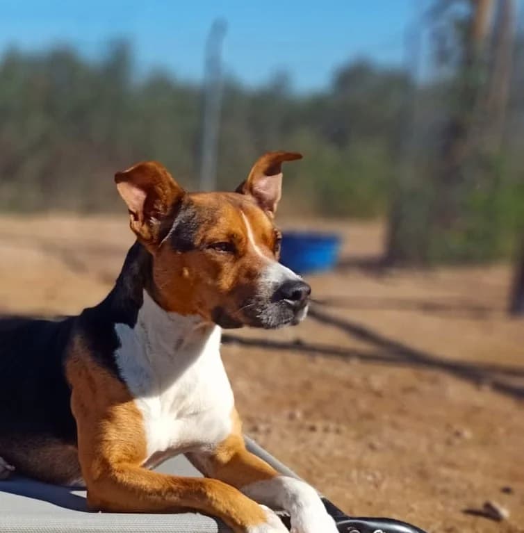 GOKU, Galgo Español (Galgos del Sur)