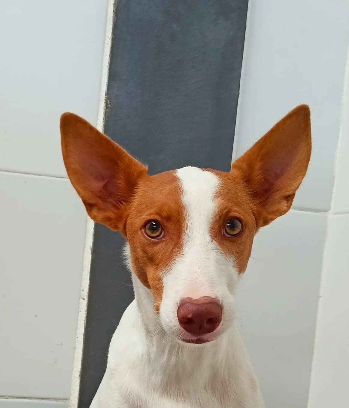 NUBI, Galgo Español (Galgos del Sur)