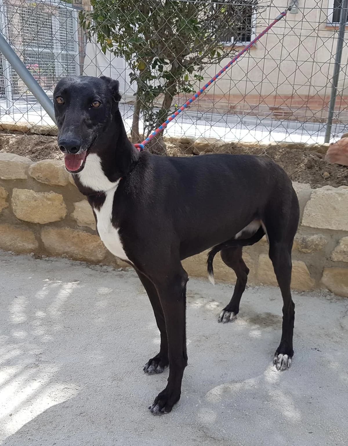 SAFIA, Galgo Español (Galgos del Sur)