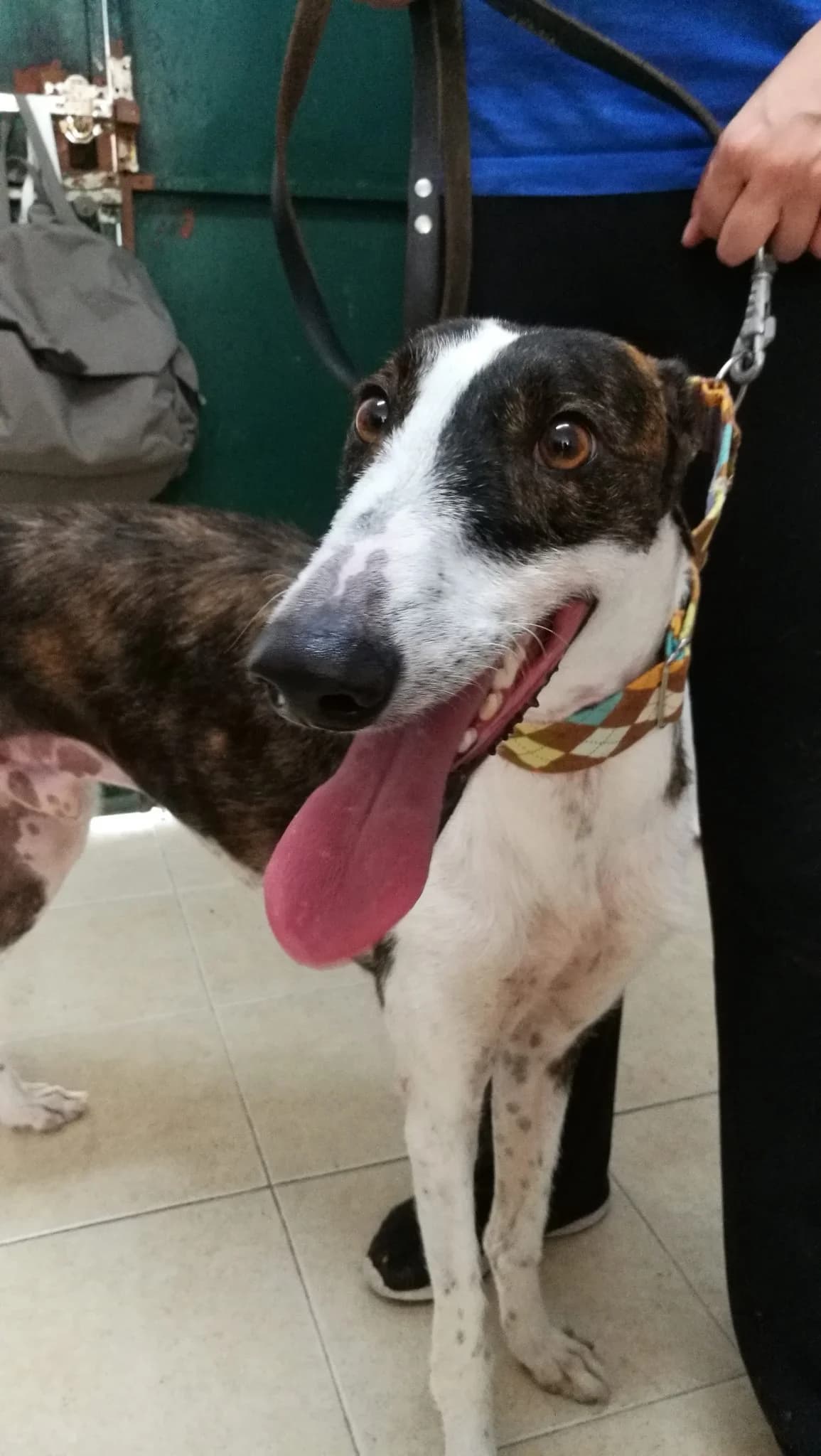 BERLÍN, Galgo Español (Galgos del Sur)