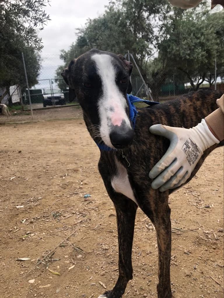 ACRUX, Galgo Español (Galgos del Sur)