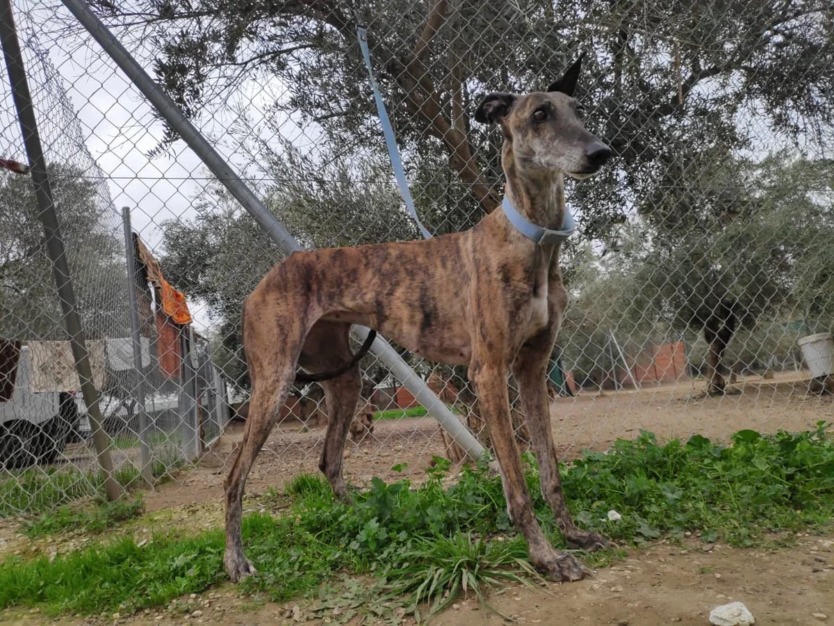AGUA, Galgo Español (Galgos del Sur)