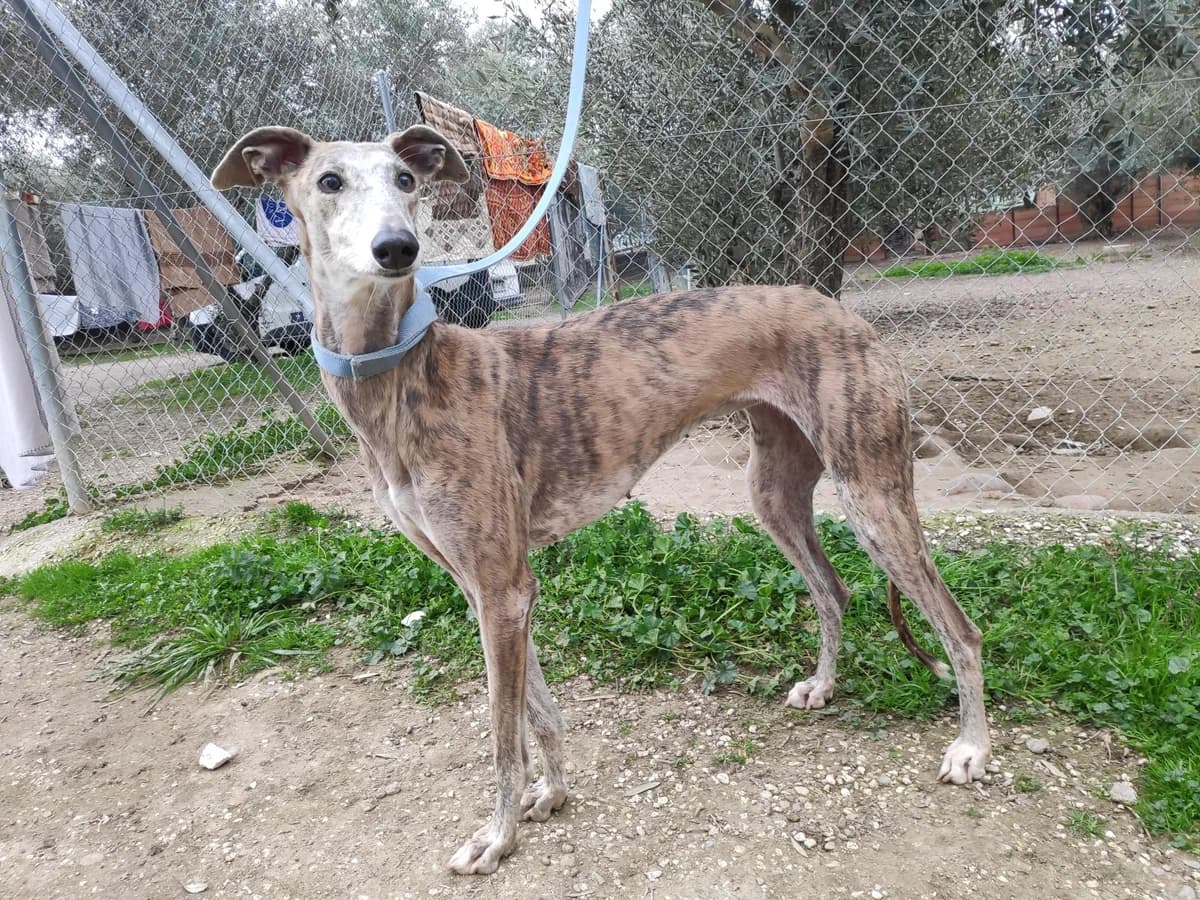 Aire, Galgo Español (Galgos del Sur)