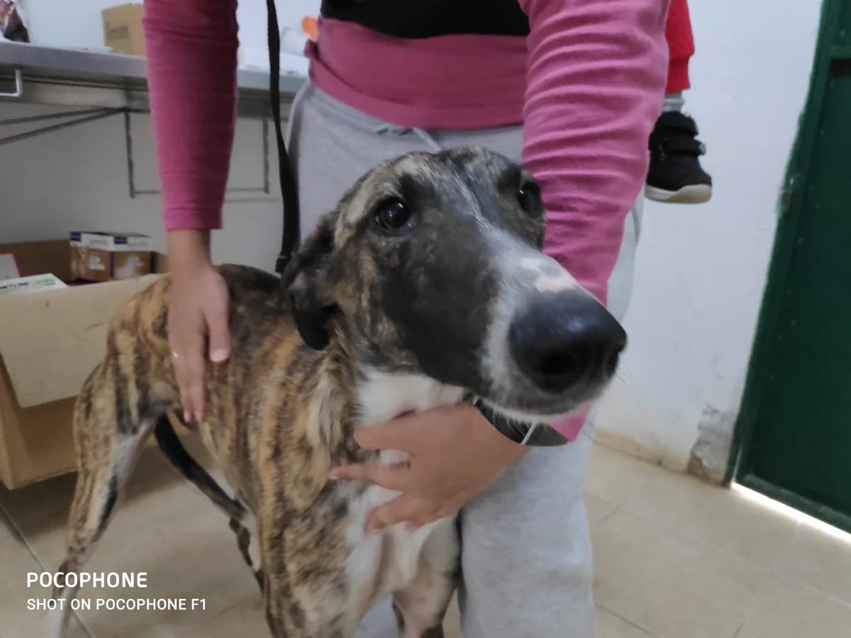 Alba, Galgo Español (Galgos del Sur)