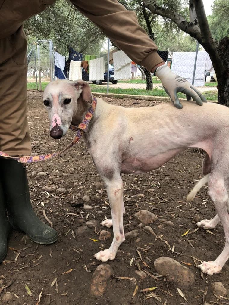 Altair, Galgo Español (Galgos del Sur)